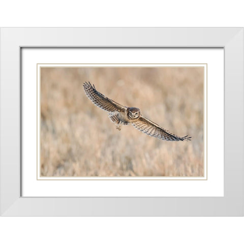 Baby Burrowing Owl White Modern Wood Framed Art Print with Double Matting by Chang, Phillip