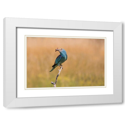 Happy Roller White Modern Wood Framed Art Print with Double Matting by Chang, Phillip