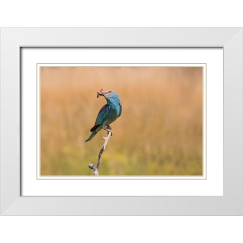 Happy Roller White Modern Wood Framed Art Print with Double Matting by Chang, Phillip