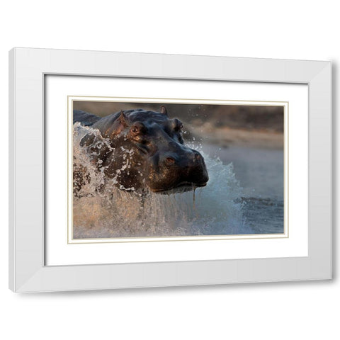 The Hippo White Modern Wood Framed Art Print with Double Matting by Chang, Phillip