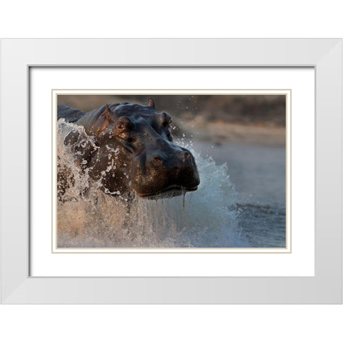 The Hippo White Modern Wood Framed Art Print with Double Matting by Chang, Phillip