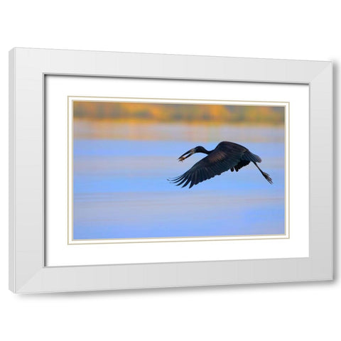 Openbill stork White Modern Wood Framed Art Print with Double Matting by Chang, Phillip