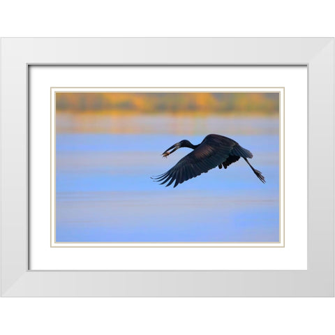 Openbill stork White Modern Wood Framed Art Print with Double Matting by Chang, Phillip