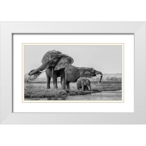 The family of elephants White Modern Wood Framed Art Print with Double Matting by Chang, Phillip