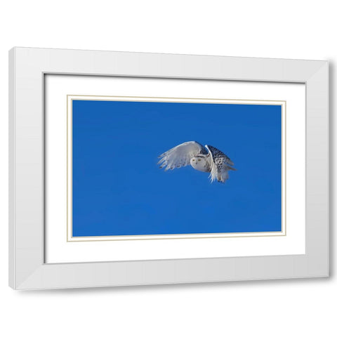 Snowy Owl White Modern Wood Framed Art Print with Double Matting by Chang, Phillip