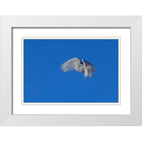 Snowy Owl White Modern Wood Framed Art Print with Double Matting by Chang, Phillip