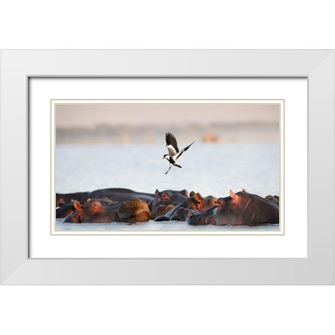 The Hippo White Modern Wood Framed Art Print with Double Matting by Chang, Phillip