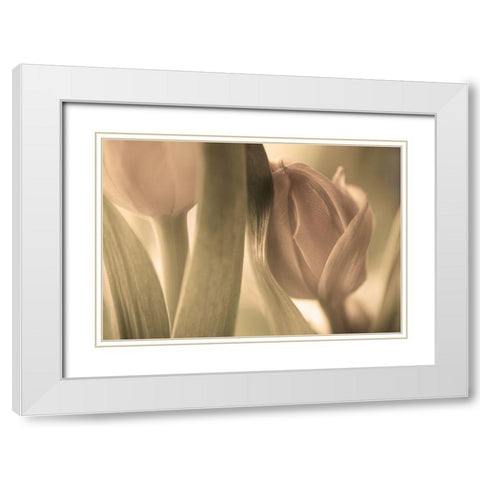 Tulips White Modern Wood Framed Art Print with Double Matting by Wallberg, Allan