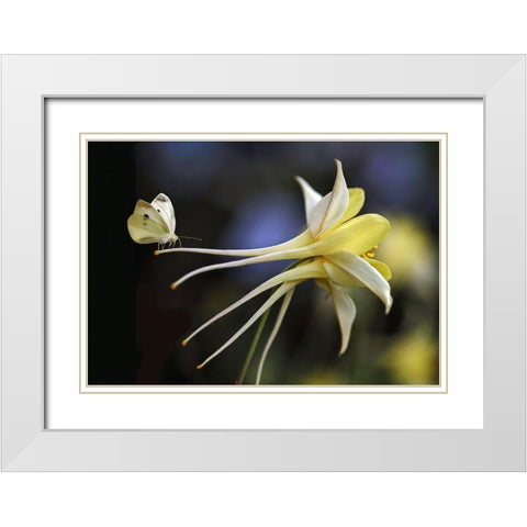 Akelei White Modern Wood Framed Art Print with Double Matting by Cseresnjes, Anna