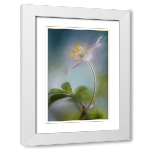 Springtime White Modern Wood Framed Art Print with Double Matting by Westum, Heidi