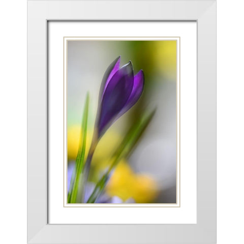 Sunbeam White Modern Wood Framed Art Print with Double Matting by Westum, Heidi