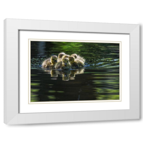 Cute Baby Canada Geese White Modern Wood Framed Art Print with Double Matting by Tian, Xiaobing