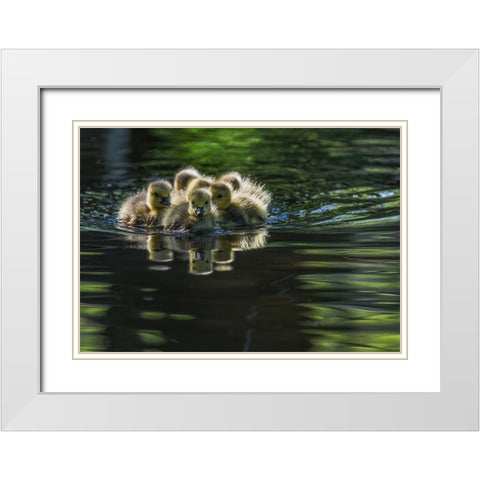 Cute Baby Canada Geese White Modern Wood Framed Art Print with Double Matting by Tian, Xiaobing