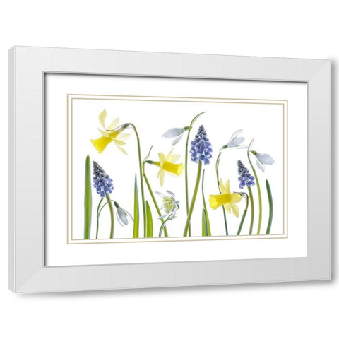 Spring White Modern Wood Framed Art Print with Double Matting by Disher, Mandy