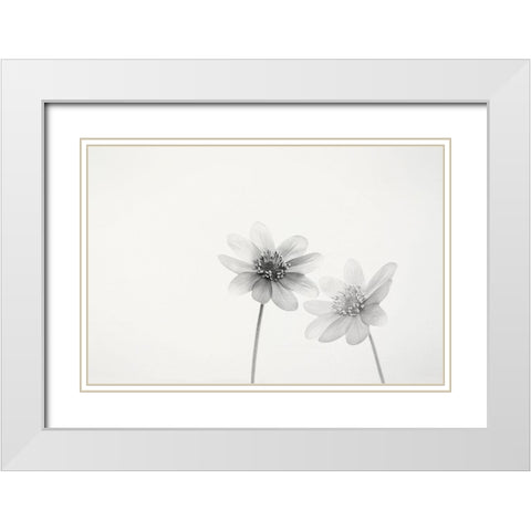 Two small flowers White Modern Wood Framed Art Print with Double Matting by Gronkjar, Lotte