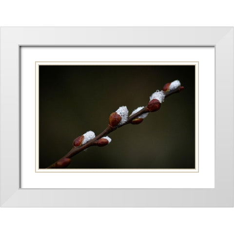 Early spring White Modern Wood Framed Art Print with Double Matting by Cseresnjes, Anna