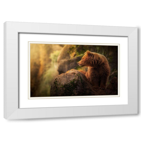 Brown bear during sunset White Modern Wood Framed Art Print with Double Matting by Saavedra Ruiz, Sergio