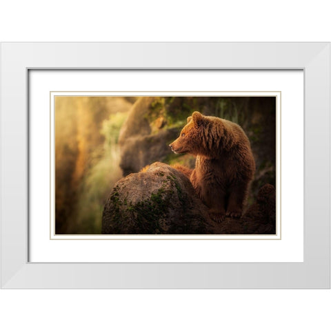 Brown bear during sunset White Modern Wood Framed Art Print with Double Matting by Saavedra Ruiz, Sergio