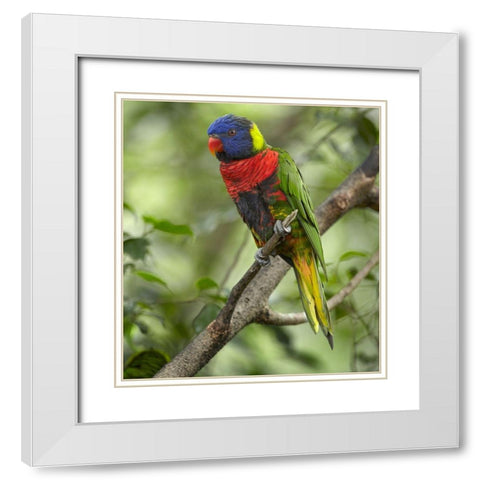 Rainbow Lory or Green Naped Lory White Modern Wood Framed Art Print with Double Matting by Fitzharris, Tim