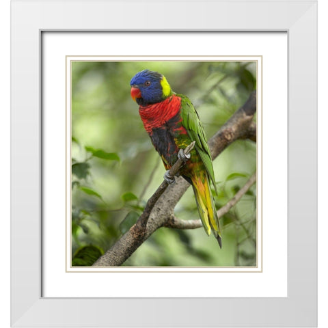 Rainbow Lory or Green Naped Lory White Modern Wood Framed Art Print with Double Matting by Fitzharris, Tim