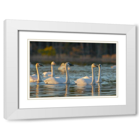 Trumpeter Swans-Magness Lake-Arkansas White Modern Wood Framed Art Print with Double Matting by Fitzharris, Tim