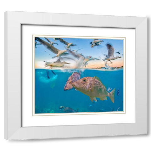 Snapper and Gulls-Coral Coast-Western Australia White Modern Wood Framed Art Print with Double Matting by Fitzharris, Tim