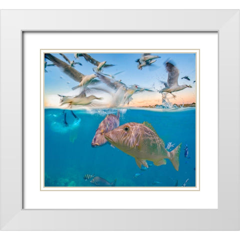 Snapper and Gulls-Coral Coast-Western Australia White Modern Wood Framed Art Print with Double Matting by Fitzharris, Tim