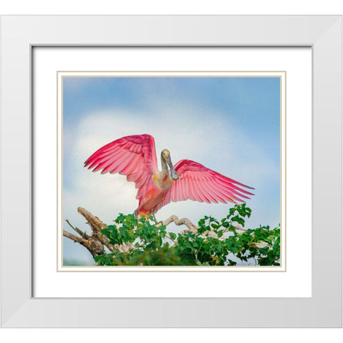 Roseate Spoonbills Landing White Modern Wood Framed Art Print with Double Matting by Fitzharris, Tim