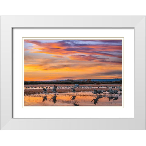 Sandhill Cranes-Bosque del Apache NWR New Mexico White Modern Wood Framed Art Print with Double Matting by Fitzharris, Tim