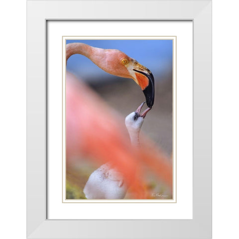 Carribean Greater Flamingo with Chick White Modern Wood Framed Art Print with Double Matting by Fitzharris, Tim