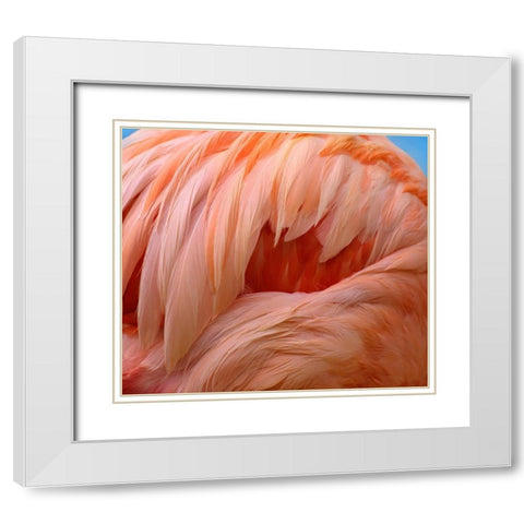 Caribbean Greater Flamingo White Modern Wood Framed Art Print with Double Matting by Fitzharris, Tim