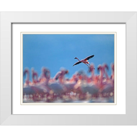 Lesser Flamingos-Lake Bogoria-Kenya White Modern Wood Framed Art Print with Double Matting by Fitzharris, Tim