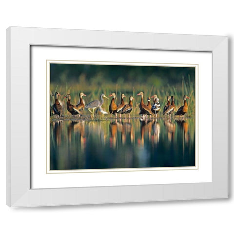 Black-bellied Whistling Ducks White Modern Wood Framed Art Print with Double Matting by Fitzharris, Tim