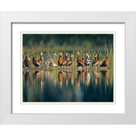 Black-bellied Whistling Ducks White Modern Wood Framed Art Print with Double Matting by Fitzharris, Tim