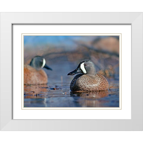 Blue-winged Teals White Modern Wood Framed Art Print with Double Matting by Fitzharris, Tim