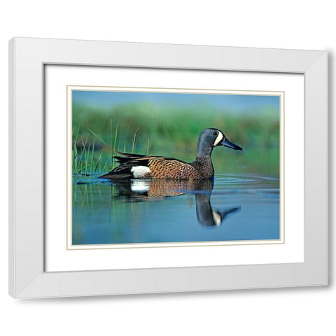 Blue-winged Teal White Modern Wood Framed Art Print with Double Matting by Fitzharris, Tim