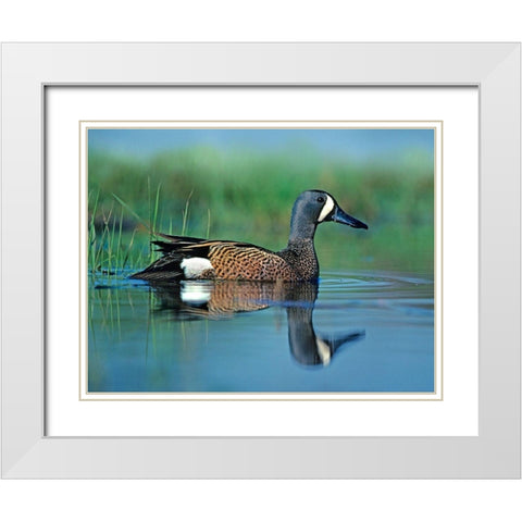 Blue-winged Teal White Modern Wood Framed Art Print with Double Matting by Fitzharris, Tim