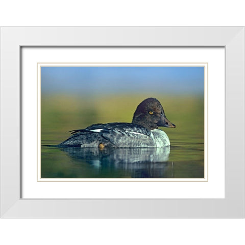 Common Golden-eye Duck Female White Modern Wood Framed Art Print with Double Matting by Fitzharris, Tim