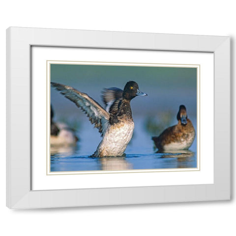 Lesser Scaup Duck I White Modern Wood Framed Art Print with Double Matting by Fitzharris, Tim