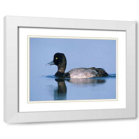 Lesser Scaup Duck II White Modern Wood Framed Art Print with Double Matting by Fitzharris, Tim