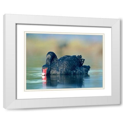 Black Swan Sipping Water White Modern Wood Framed Art Print with Double Matting by Fitzharris, Tim