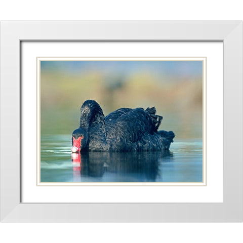 Black Swan Sipping Water White Modern Wood Framed Art Print with Double Matting by Fitzharris, Tim