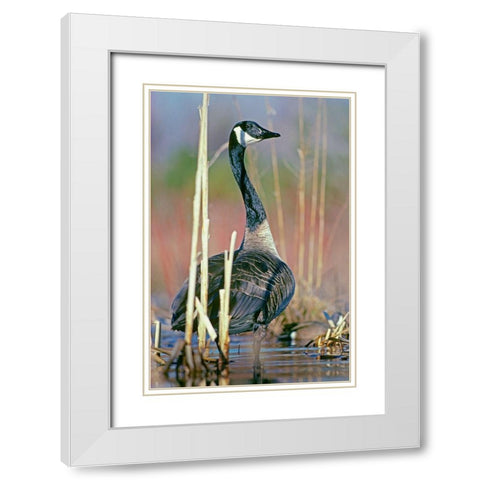Canada Goose I White Modern Wood Framed Art Print with Double Matting by Fitzharris, Tim