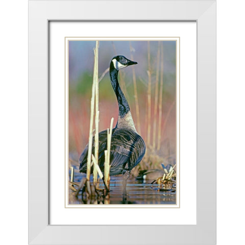 Canada Goose I White Modern Wood Framed Art Print with Double Matting by Fitzharris, Tim