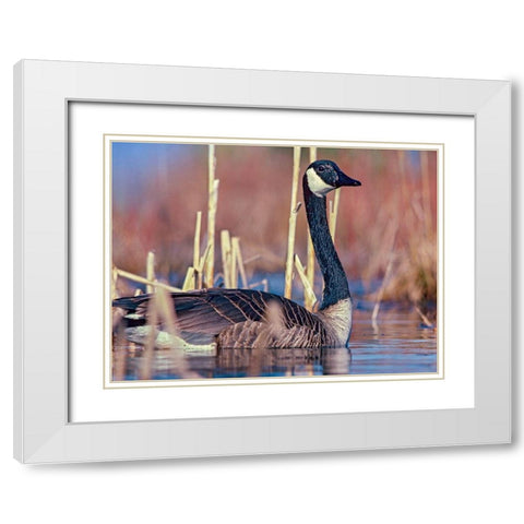 Canada Goose II White Modern Wood Framed Art Print with Double Matting by Fitzharris, Tim