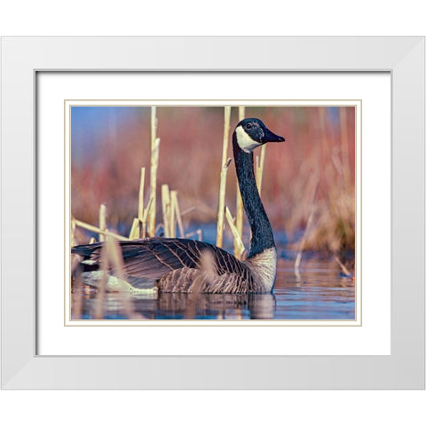 Canada Goose II White Modern Wood Framed Art Print with Double Matting by Fitzharris, Tim
