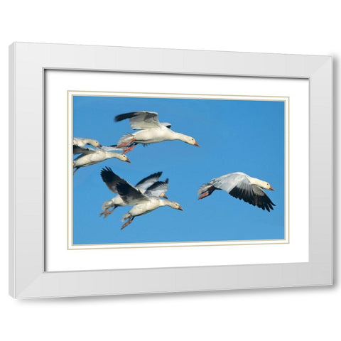 Snow Geese in Flight White Modern Wood Framed Art Print with Double Matting by Fitzharris, Tim
