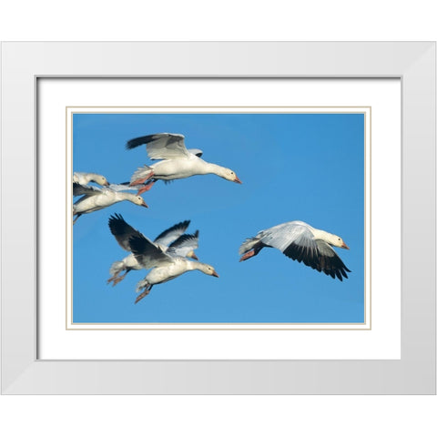 Snow Geese in Flight White Modern Wood Framed Art Print with Double Matting by Fitzharris, Tim