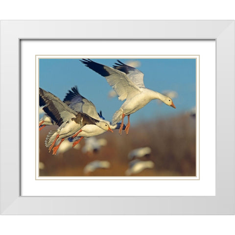 Snow Geese Landing White Modern Wood Framed Art Print with Double Matting by Fitzharris, Tim