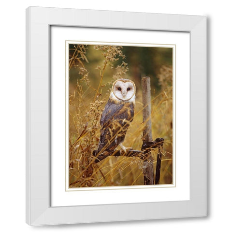 Barn Owl I White Modern Wood Framed Art Print with Double Matting by Fitzharris, Tim